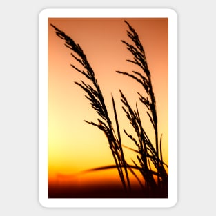 False Oat Grass at Sunset Sticker